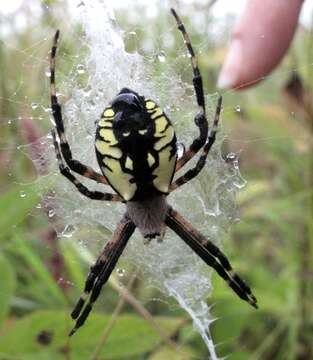 Image of Black-and-Yellow Argiope