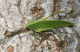 Image of Japanese broadwinged katydid