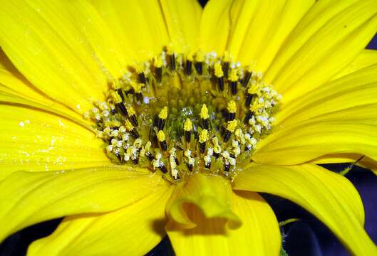 Image of common sunflower