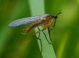 Image of Empis trigramma Wiedemann 1822