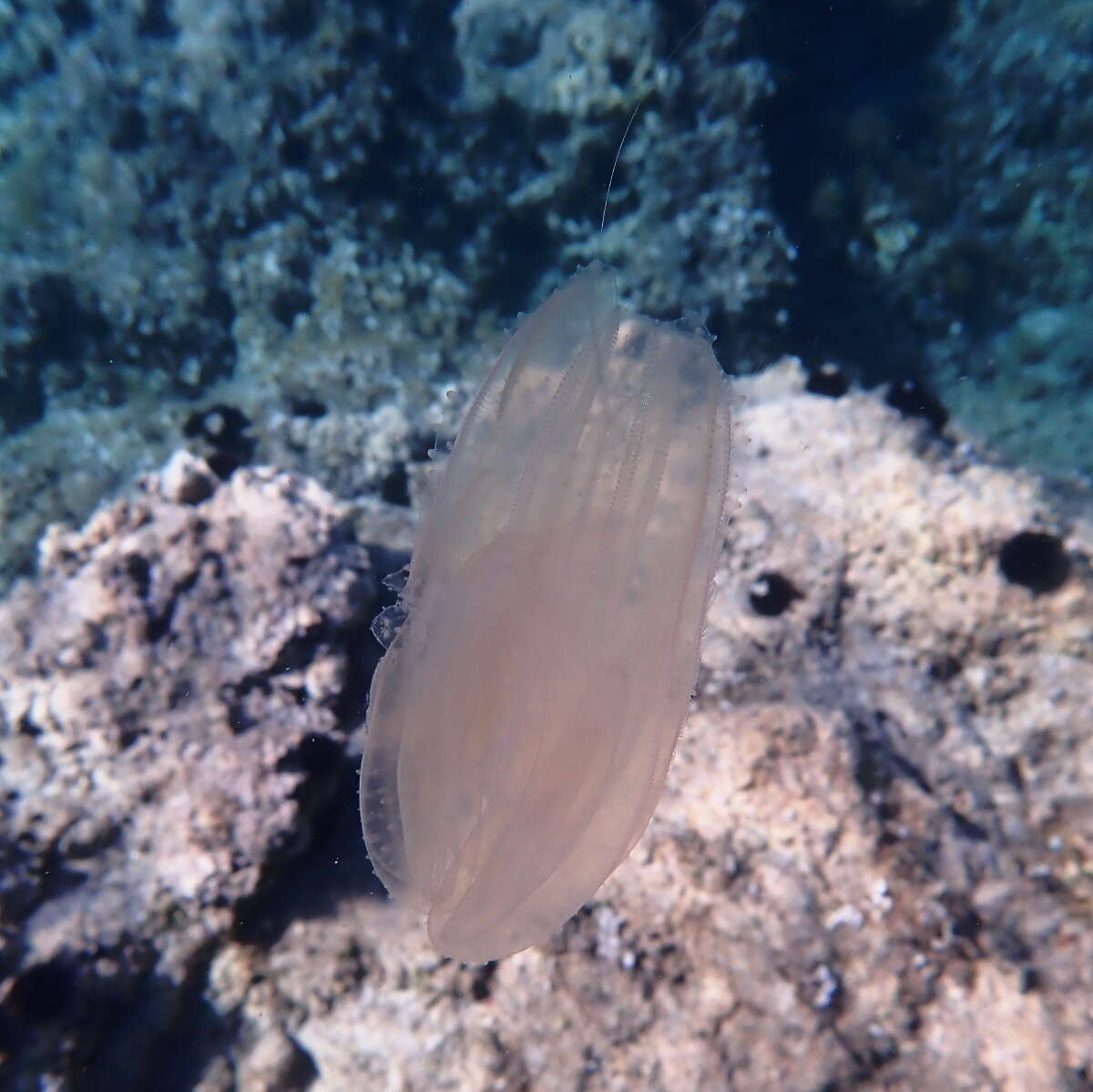 Image of vitreous lobate comb-jelly