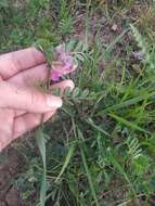 Image of Vicia sativa subsp. cordata (Hoppe) Asch. & Graebn.