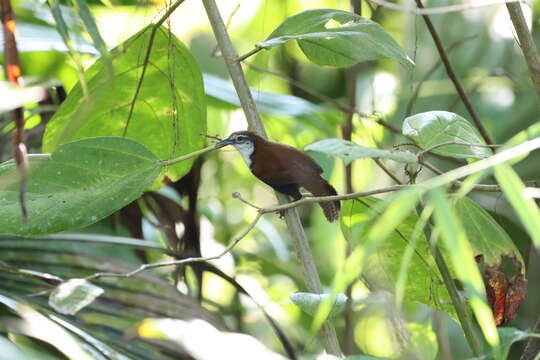 Image of Black-bellied Wren