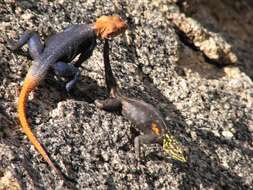 Image of Namib Rock Agama