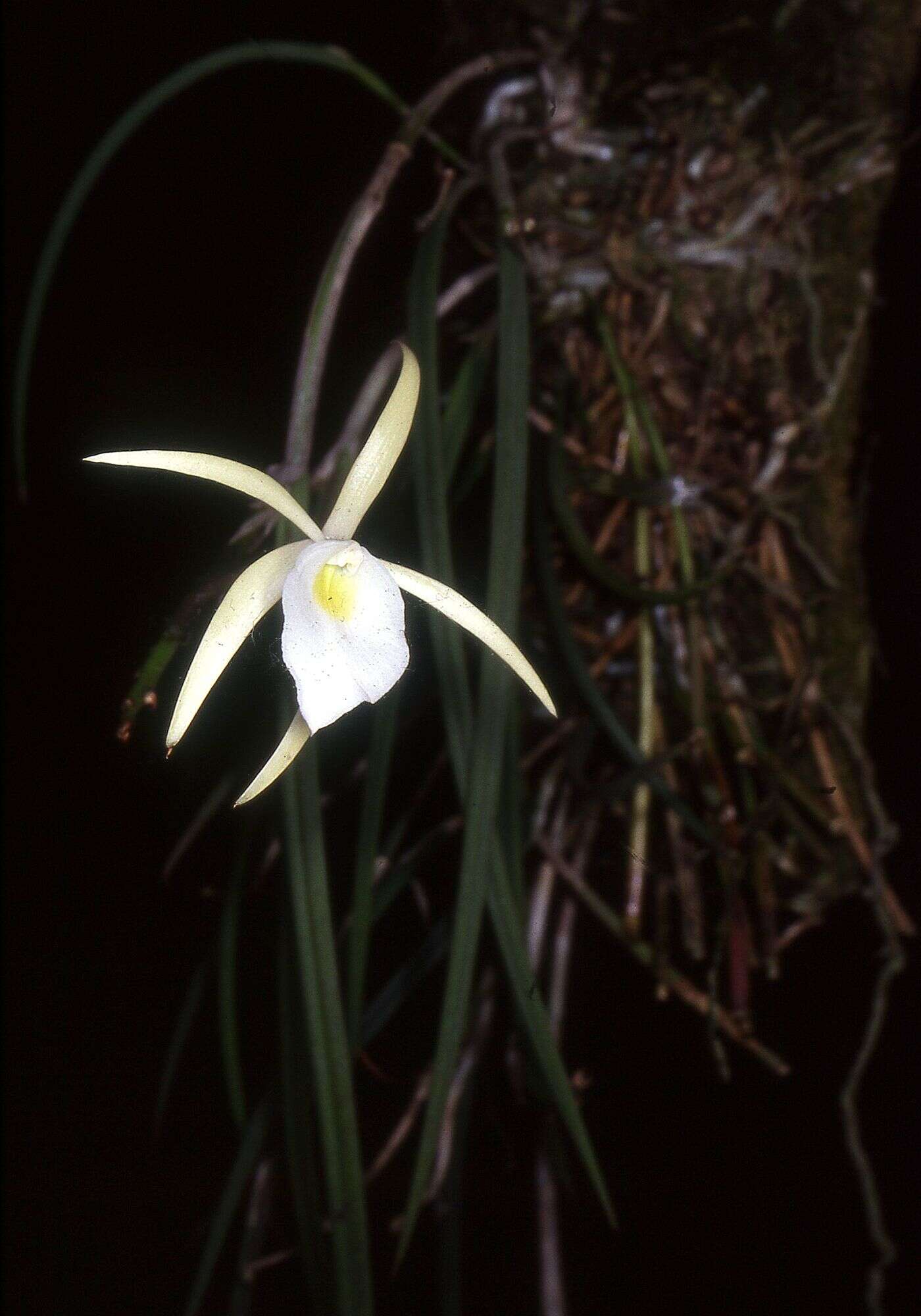 Brassavola tuberculata Hook. resmi