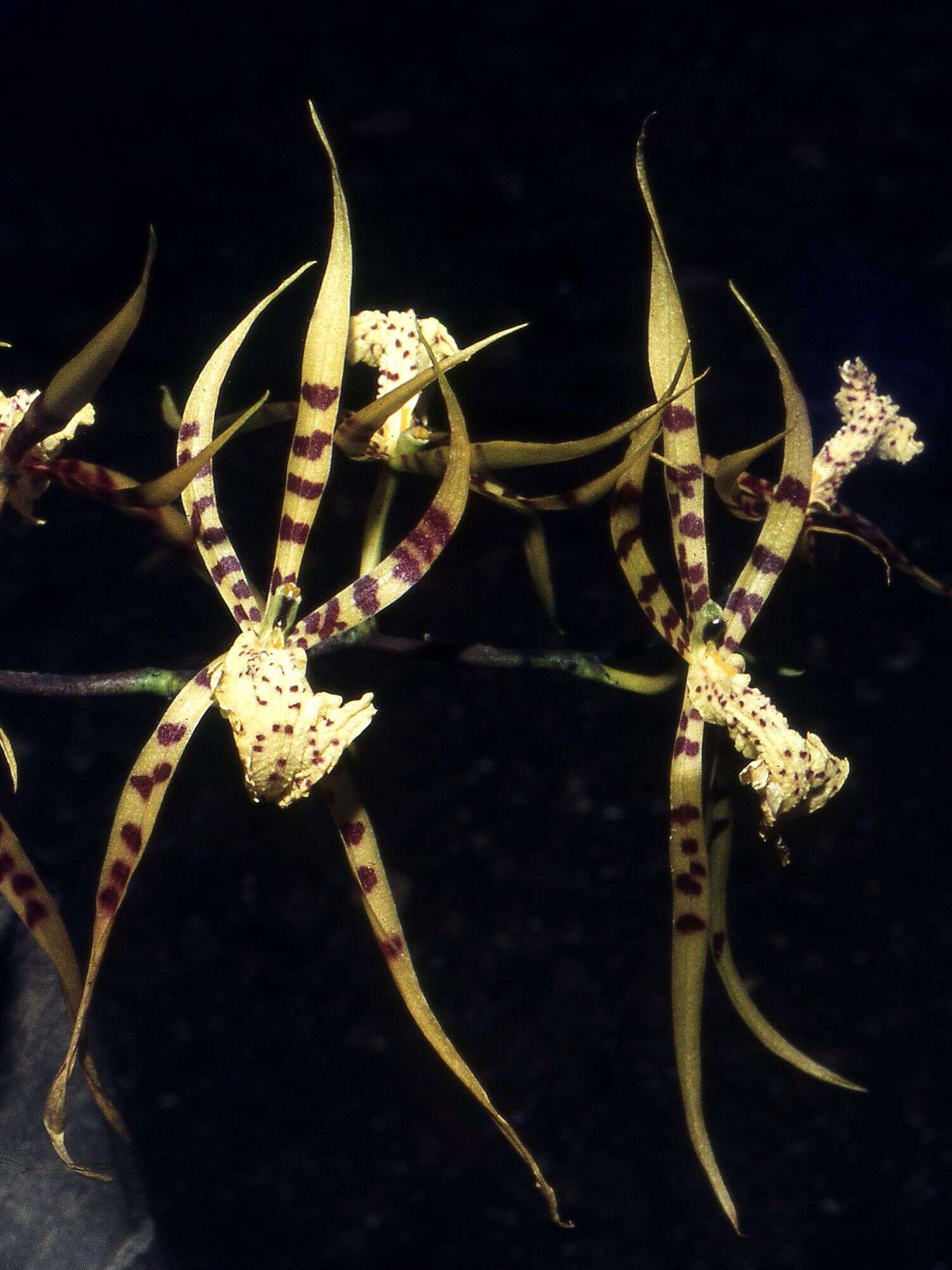 Image of Brassia arachnoidea Barb. Rodr.