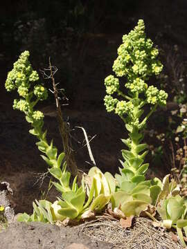 Image of Aeonium canariense subsp. christii (Burchard) Bañares