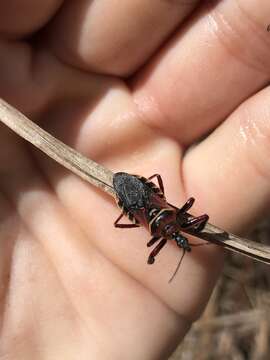 Image de Apiomerus floridensis Berniker & Szerlip ex Berniker et al. 2011