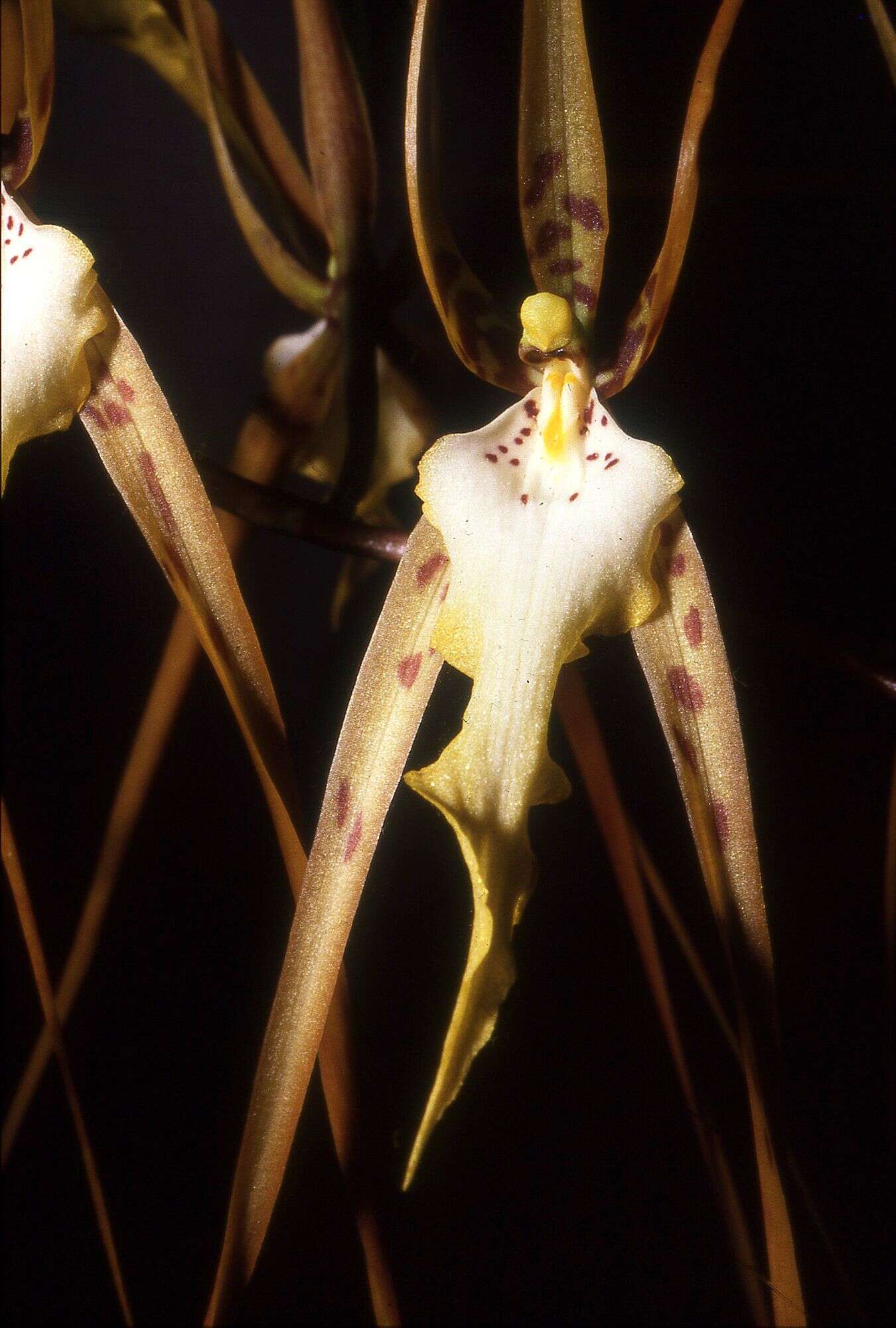 Image of Arching Brassia