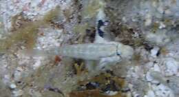 صورة Gnatholepis thompsoni Jordan 1904