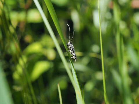 Слика од Phytoecia nigricornis (Fabricius 1782)