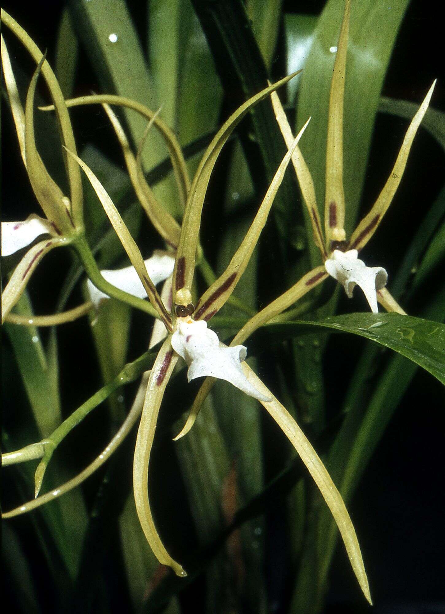 Image of brassia