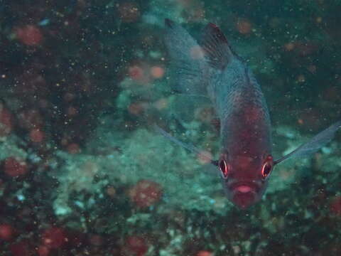 صورة Chromis crusma (Valenciennes 1833)