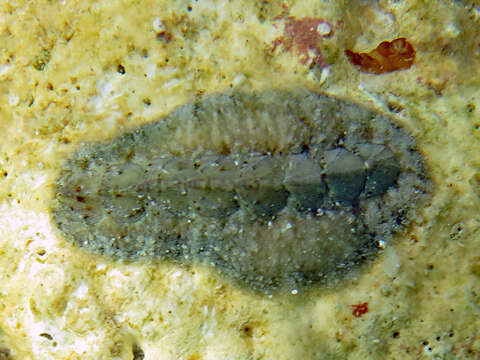 Image of Schizochiton Gray 1847