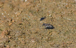 Image of Calomera littoralis fiorii