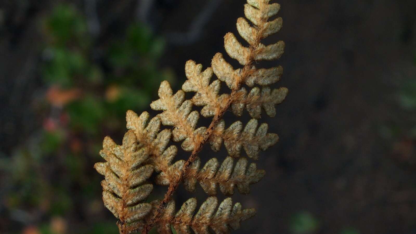 Image of Paragymnopteris marantae subsp. subcordata (Cav.)