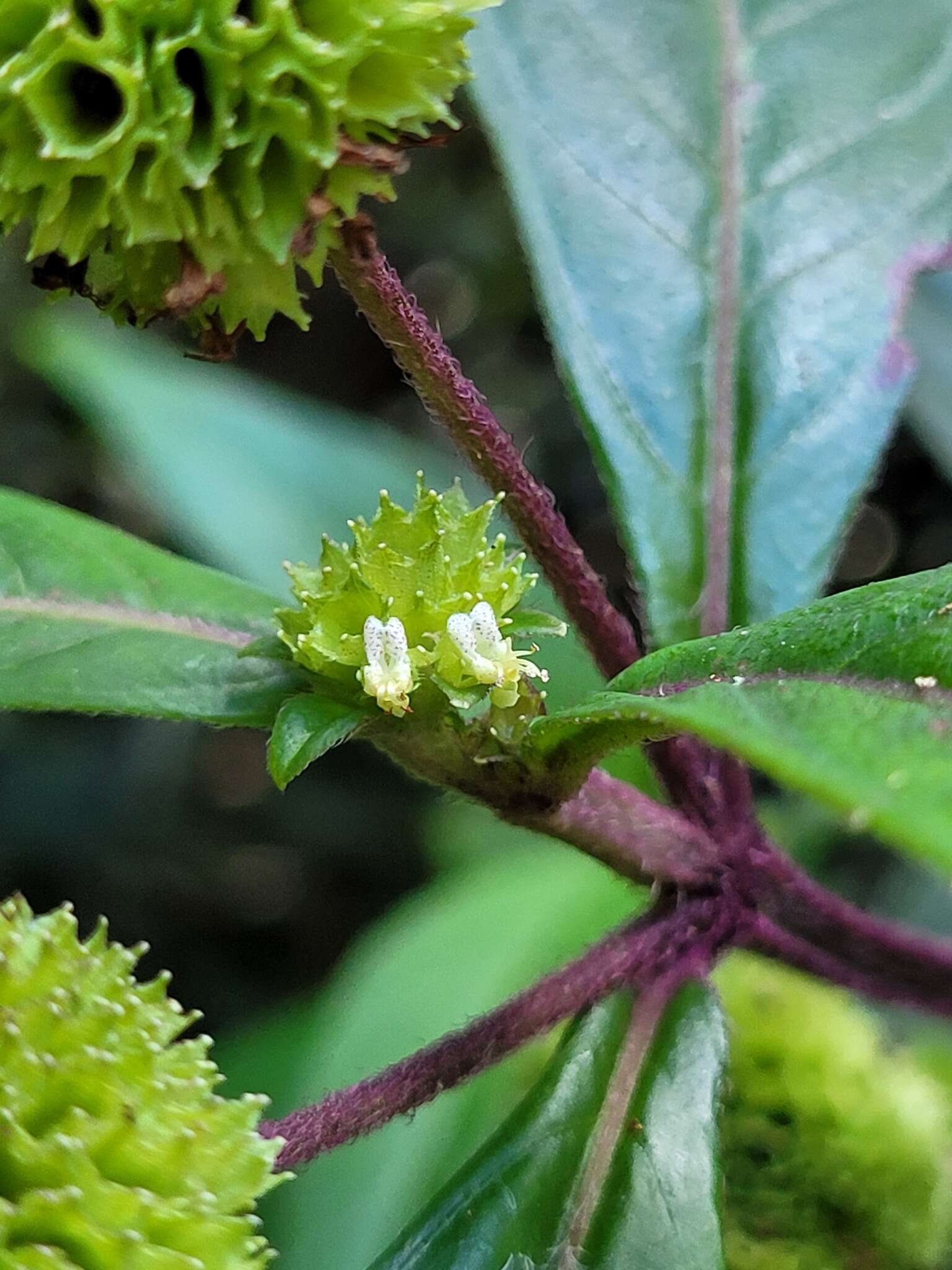 Слика од Hyptis pachycephala Epling