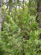 Image of Cordilleran Cypress