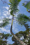 Image of Dypsis baronii (Becc.) Beentje & J. Dransf.