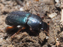 Ophonus (Hesperophonus) azureus (Fabricius 1775) resmi