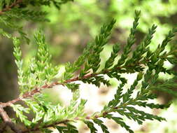 Image of Cordilleran Cypress