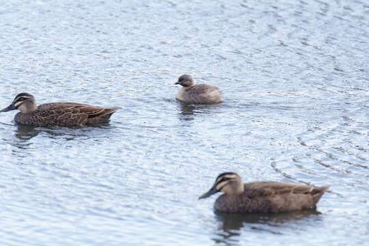 Image of Hoary-headed Grebe