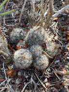 Image of junior Tom Thumb cactus