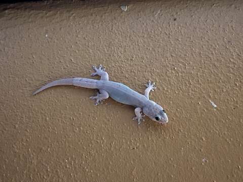 Image of House Gecko