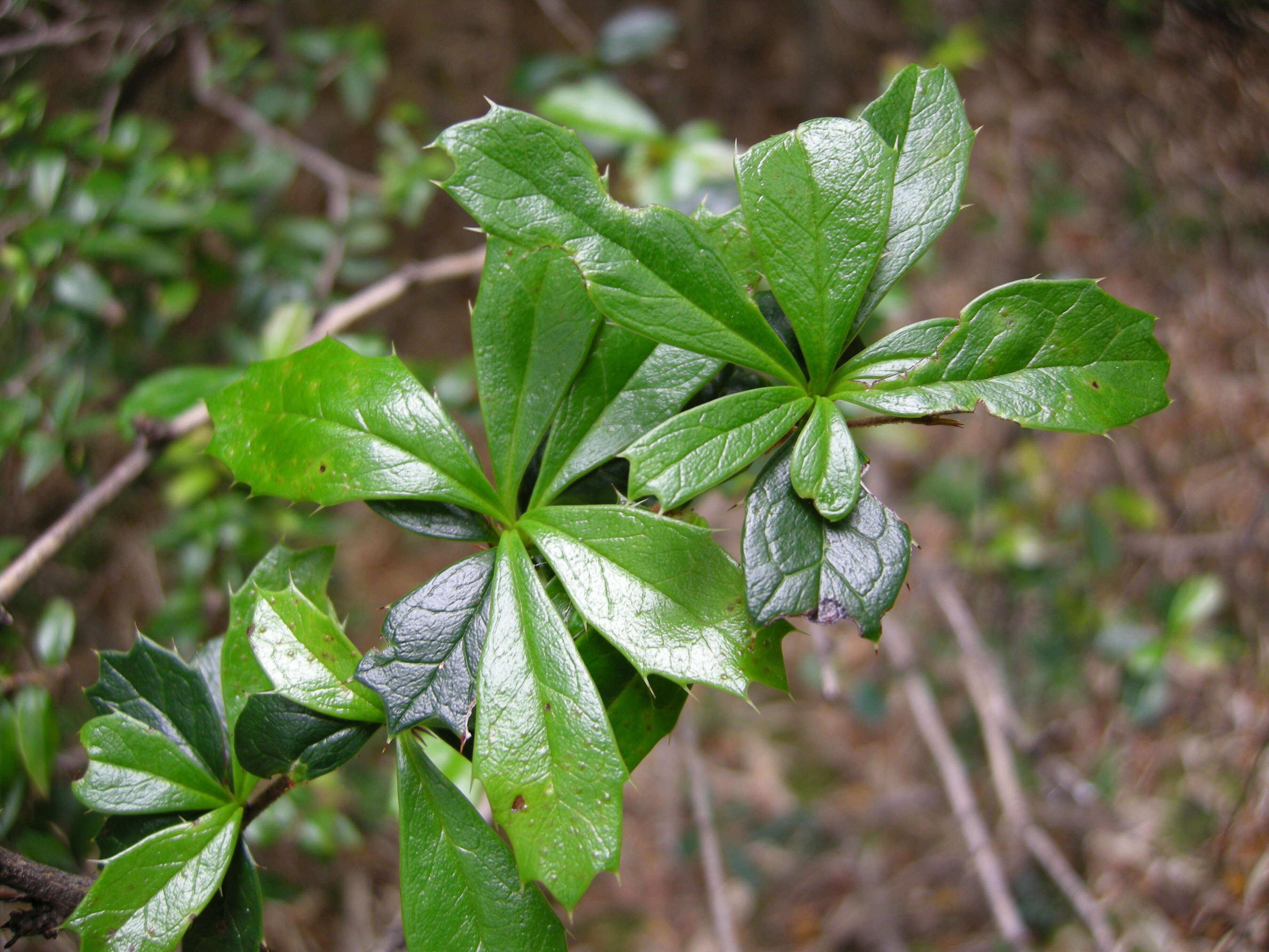 Image of Darwin's berberis