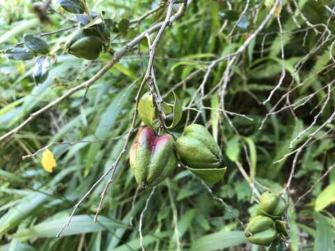 Plancia ëd Diospyros whyteana (Hiern) F. White