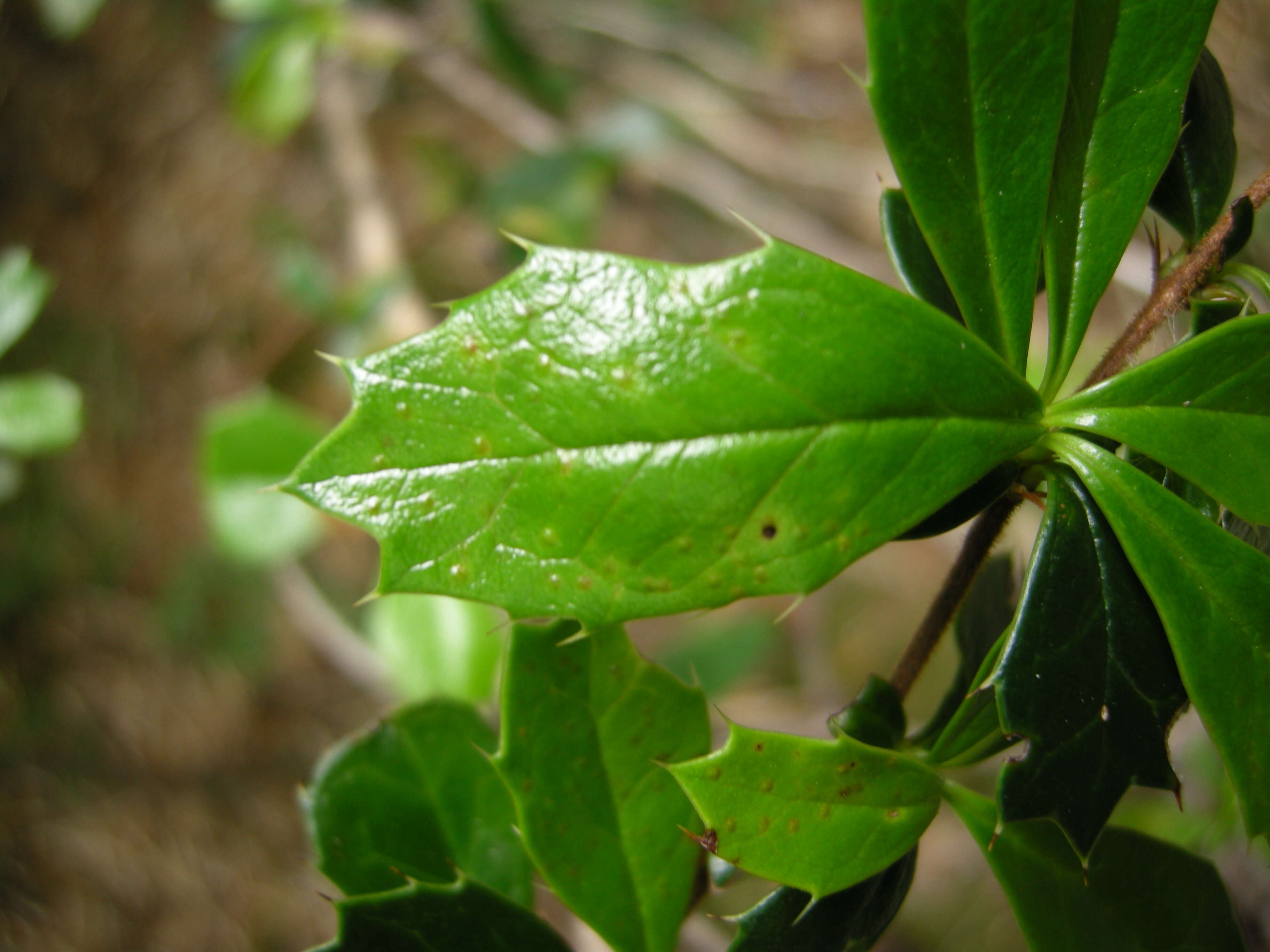 Image of Darwin's berberis