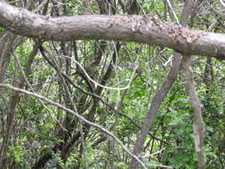 Image of White-crested Elaenia