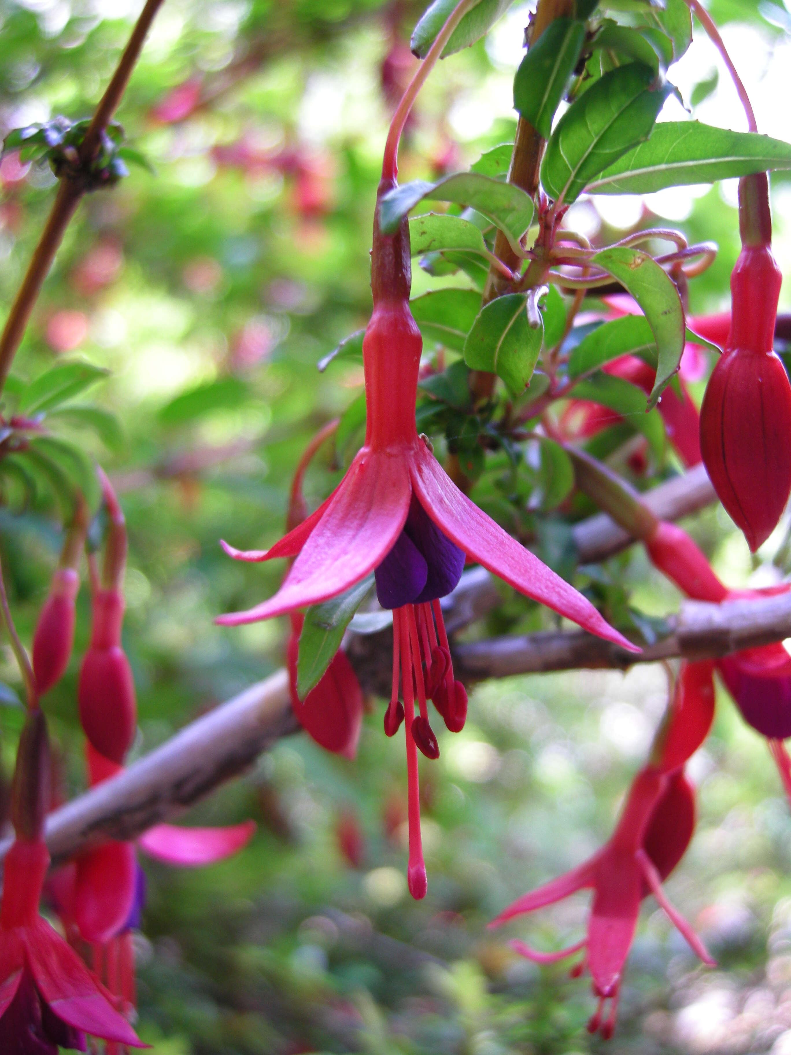 Fuchsia magellanica Lam. resmi