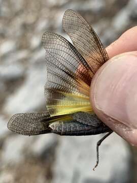 Image of Circotettix crotalum Rehn & J. A. G. 1921