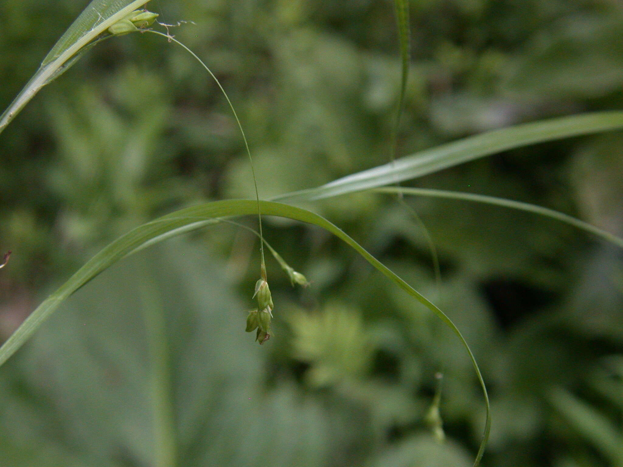 Sivun Carex laxiculmis var. laxiculmis kuva