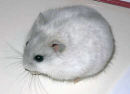 Image of Dzhungarian Hamster