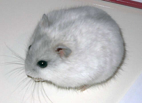 Image de Hamster russe