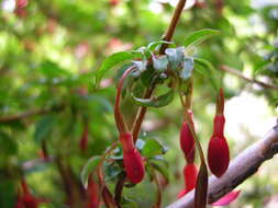 Fuchsia magellanica Lam. resmi