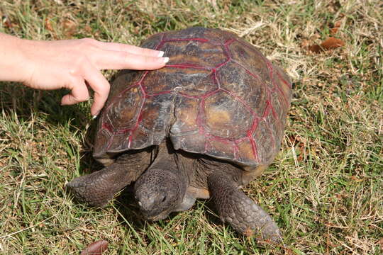 Image of (Florida) Gopher Tortoise