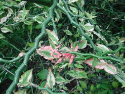 Plancia ëd Euphorbia tithymaloides L.