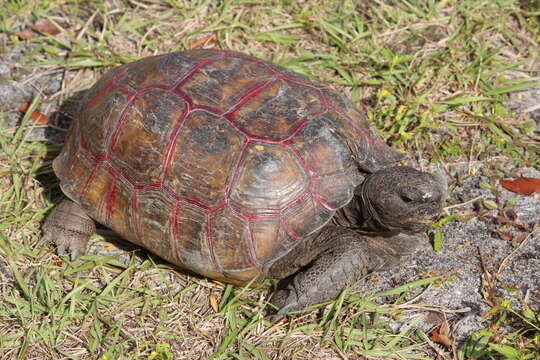 Image of (Florida) Gopher Tortoise