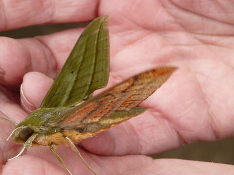 Image of Xylophanes vagliai Haxaire 2003