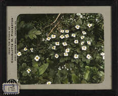 Image of bunchberry dogwood