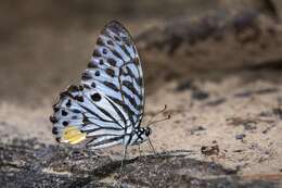 Image of Graphium delesserti (Guérin-Méneville 1839)