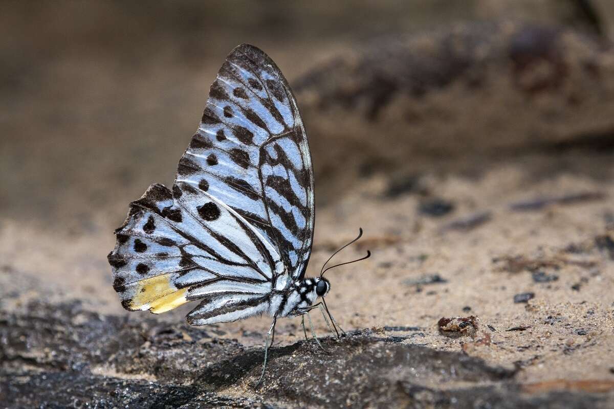 Image of Graphium delesserti (Guérin-Méneville 1839)