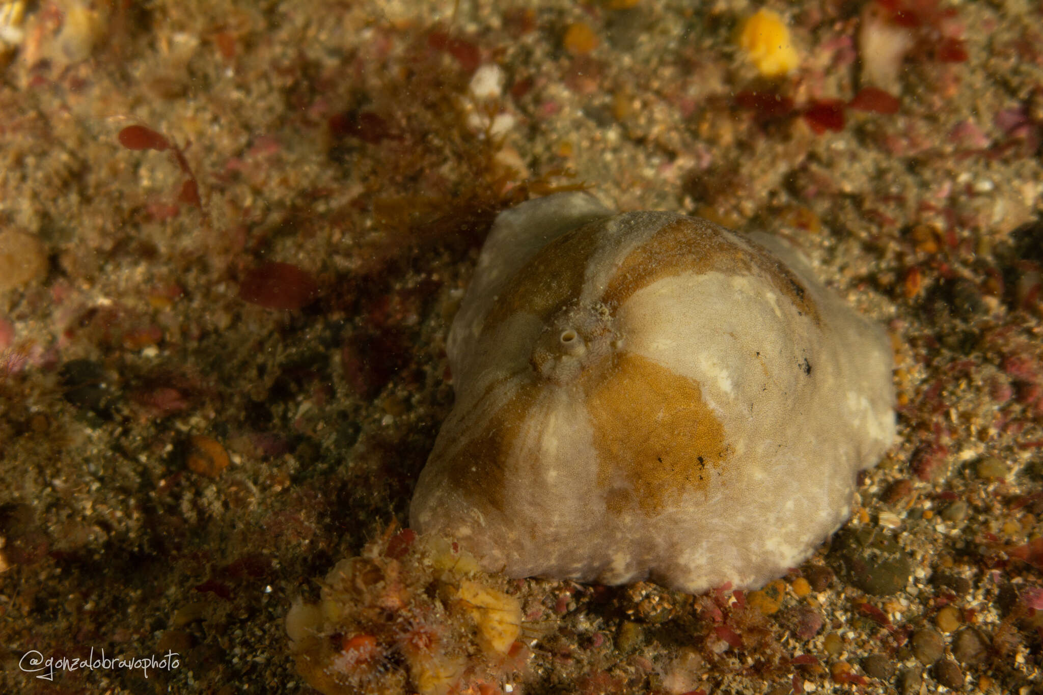 Image of Fissurellidea patagonica (Strebel 1907)