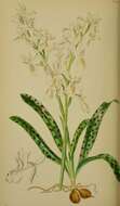 صورة Orchis provincialis Balb. ex Lam. & DC.