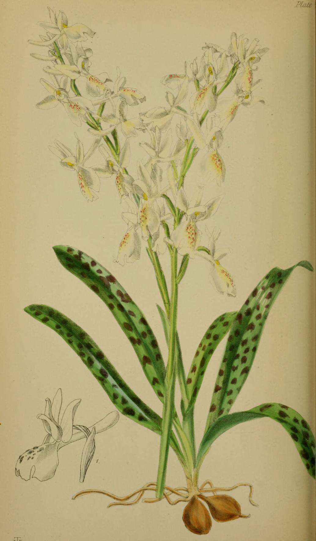 صورة Orchis provincialis Balb. ex Lam. & DC.