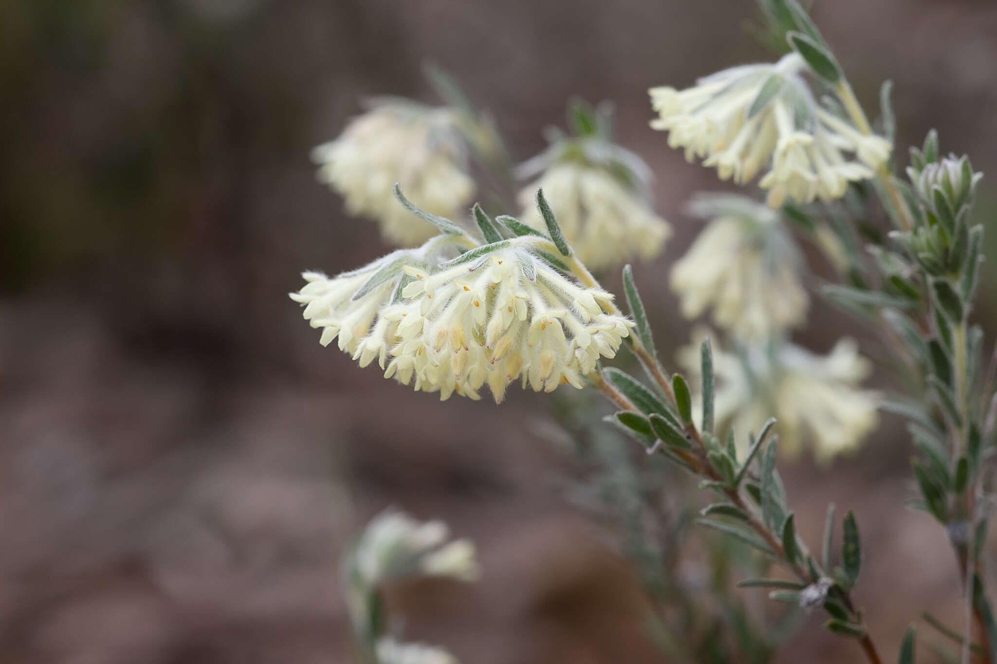 صورة Pimelea octophylla R. Br.