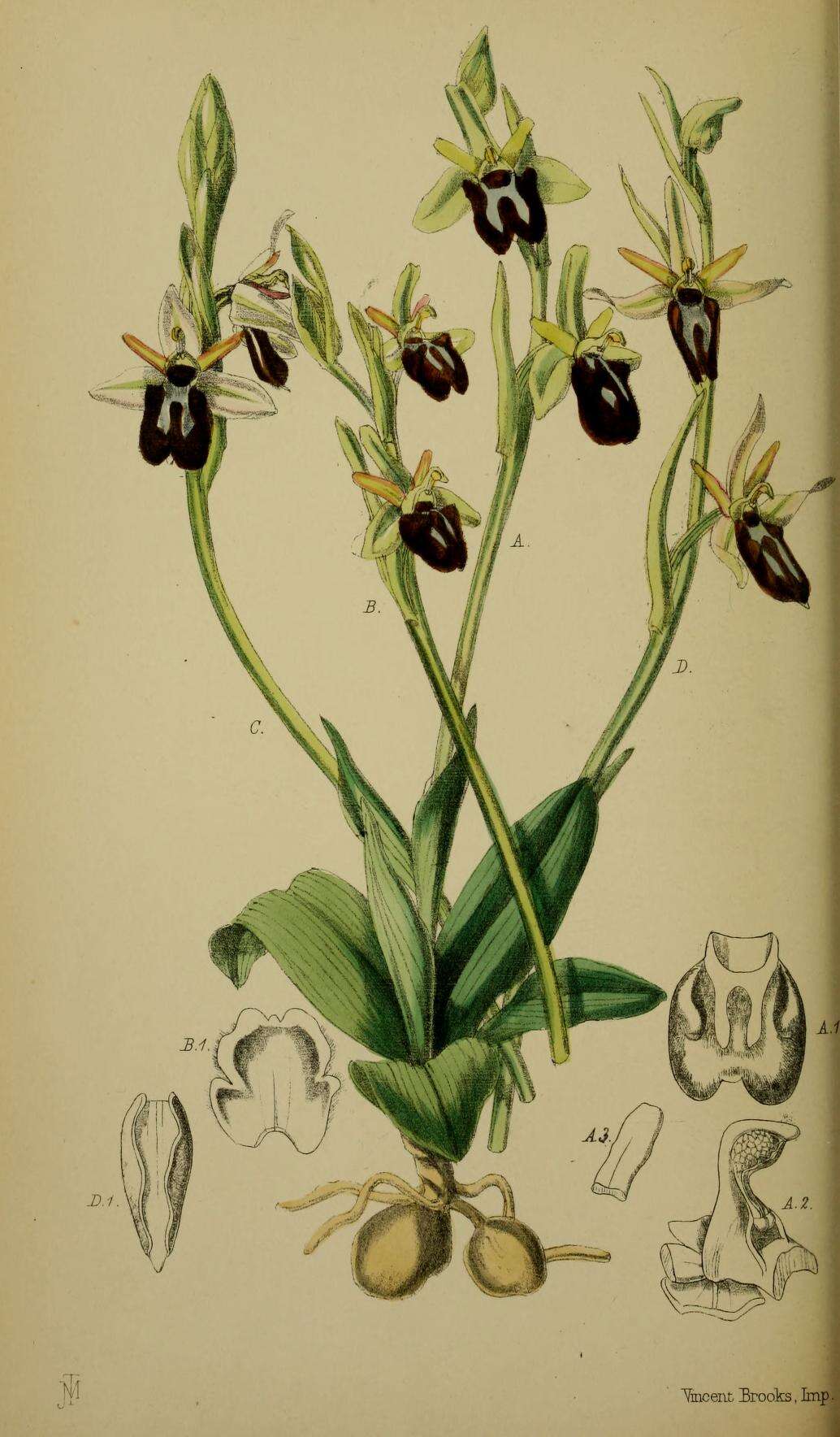 Image of Fly orchid